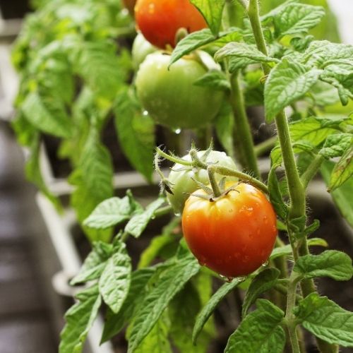 cómo hacer Huerto en la terraza