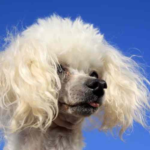 animales domésticos